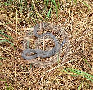 Ukraine, Carpathians, a grass snakes (natrix natrix) in the grass on a meadow
