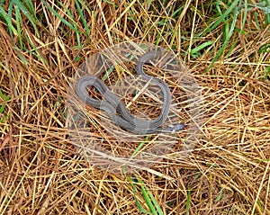 Ukraine, Carpathians, a grass snakes (natrix natrix) in the grass on a meadow