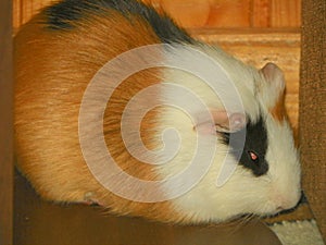 Ukraine, the Carpathians, a red-faced guinea pig