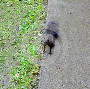 Ukraine, Carpathians, Skhidnytsia, a lonely black squirrel
