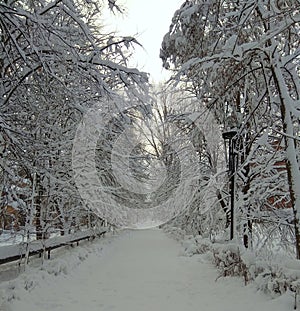 Ukraine, Carpathians, snowy park alley on a clear sunny day