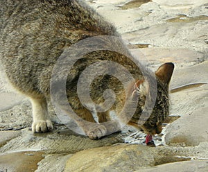 Ukraine, Carpathians, a wild cat drinks water