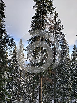 Ukraine. Dragobrat. Ski resort in Dragobrat