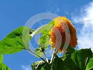 Ukraine flower - Sunflower