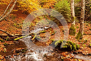 Ukraine. A gentle stream cascades around moss-covered rocks surrounded by trees adorned with autumn foliage in the