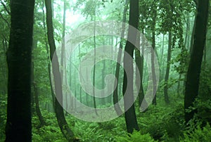 Ukraine Green Forest Scenery European Wilderness