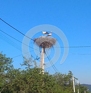 Ukraine, Ivano-Frankivsk region, a stork\'s nest on a lighting pole