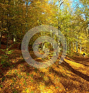 Ukraine, Prykarpattia, the wealth of colors of golden autumn