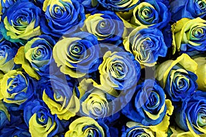Ukraine rose flowers