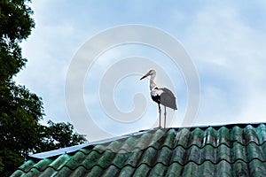 Stork sits on the roof of the house, against the background of the blue sky