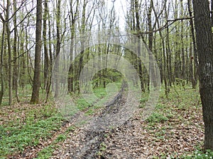 Ukraine in spring. Spring forest. Nature revived after winter