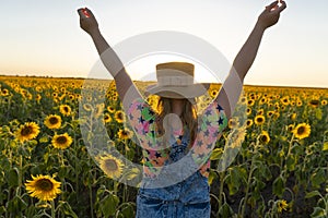 Ukraine. Summer evening. Field with sunflowers