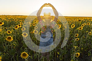 Ukraine. Summer evening. Field with sunflowers