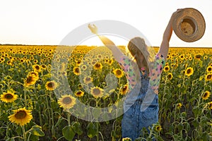 Ukraine. Summer evening. Field with sunflowers