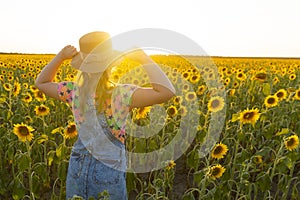 Ukraine. Summer evening. Field with sunflowers