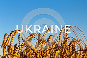 Ukraine war. Golden wheat field Against blue sky Wheat spike and blue sky close-up. a golden field. beautiful view. symbol of