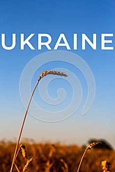 Ukraine war. One Stem Of Rye On Sunset. One spike of wheat on blue clear sky in a sunny summer hot day in a wide yellow field.