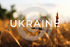 Ukraine war. Spikelets gold color, backlit, natural summer background. Photo of wheat field at sunrise sun burst