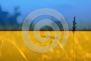 Ukraine war. Spikelets gold color, backlit, natural summer background. Photo of wheat field at sunrise sun burst