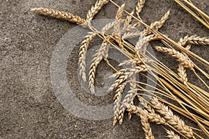 Ukraine wheat ears lying on the road