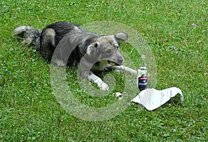 Ukraine, Yaremcha, a dog with a vodka bottle