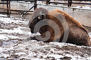 The Ukrainian bison (Zubr) in Ukrainian zoo at winter time