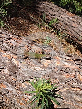 Ukrainian fauna, lizard