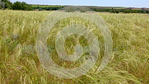 Ukrainian feather grass steppe, Bunchgrass species Stipa capillata