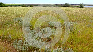 Ukrainian feather grass steppe, Bunchgrass species Stipa capillata
