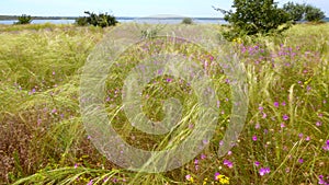 Ukrainian feather grass steppe, Bunchgrass species Stipa capillata