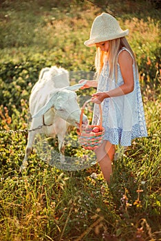 Ukrainian girl on a farm feeds a goat. Cute little girl with long blonde hair at sunny sunset spends time with a pet. Cute baby 6