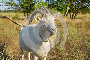 Ukrainian goat with abnormally enormous horns