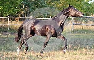 Ukrainian horse breed