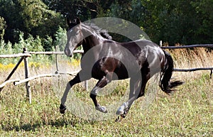 Ukrainian horse breed photo