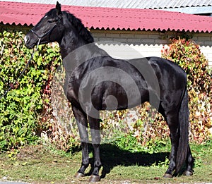 Ukrainian horse breed