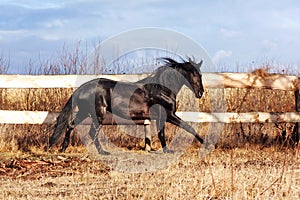 Ukrainian horse breed