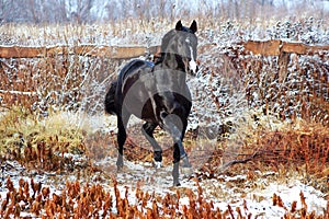 Ukrainian horse breed