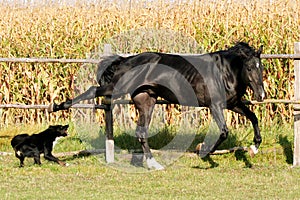 Ukrainian horse breed horses