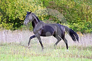 Ukrainian horse breed horses