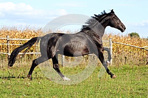 Ukrainian horse breed horses