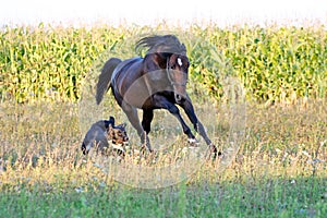 Ukrainian horse breed horses