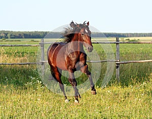 Ukrainian horse breed horses