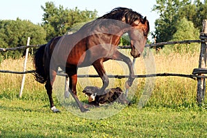 Ukrainian horse breed horses