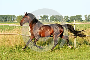 Ukrainian horse breed horses