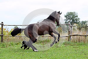 Ukrainian horse breed horses