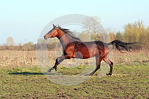 Ukrainian horse breed horses