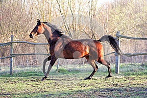 Ukrainian horse breed horses