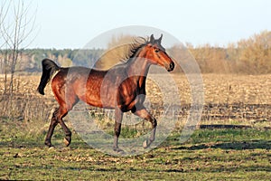 Ukrainian horse breed horses