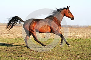 Ukrainian horse breed horses