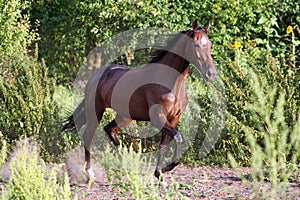 Ukrainian horse breed horses